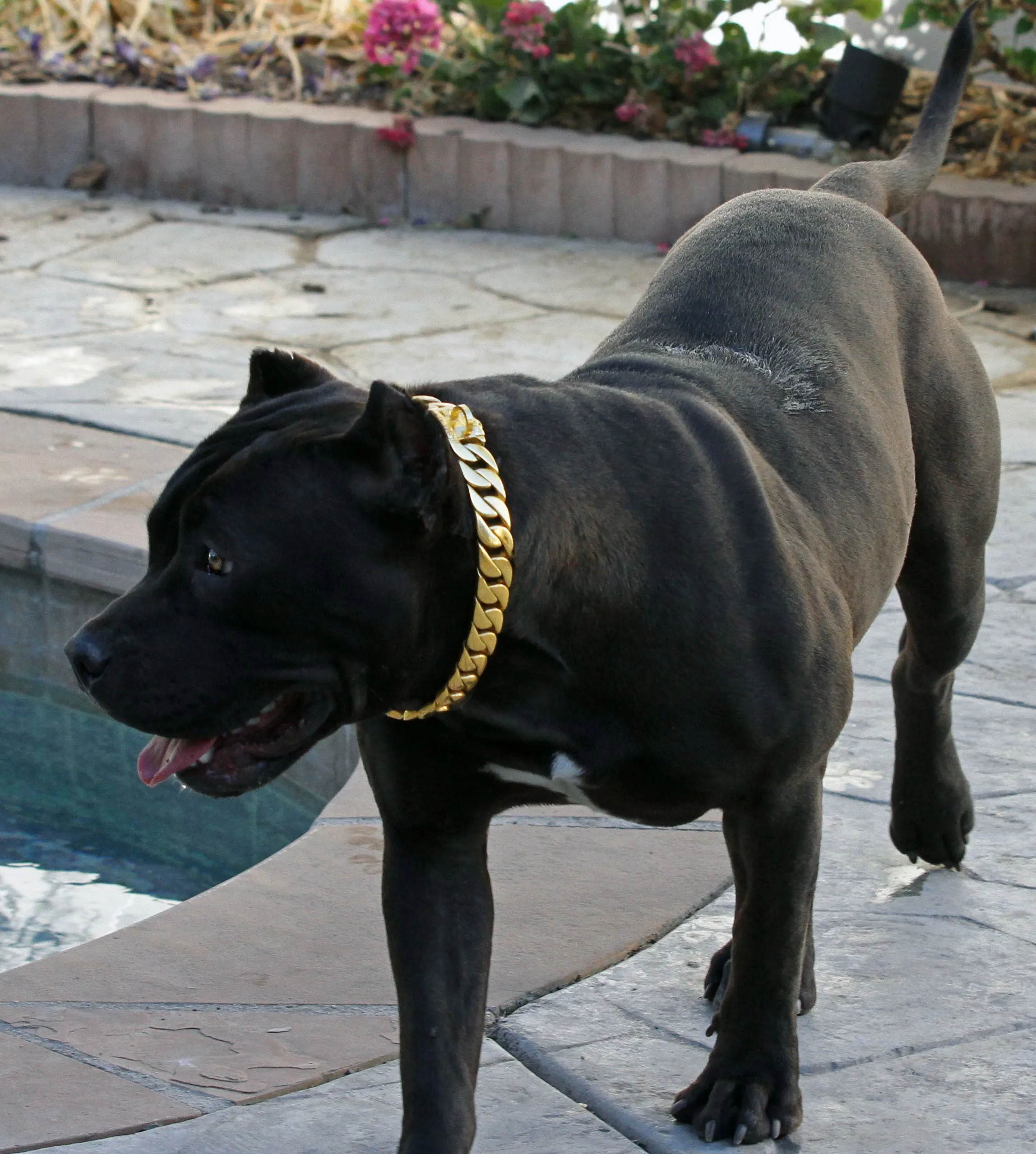 24 MM GOLD ROLLS ROYCE CUBAN DOG COLLAR
