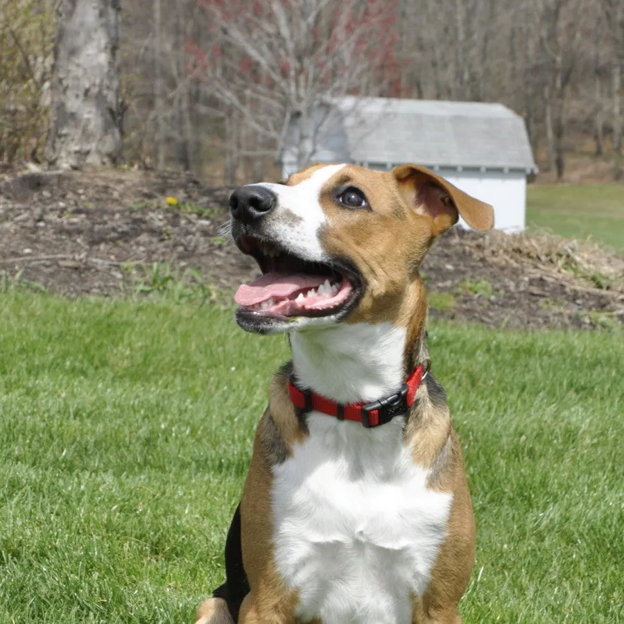 Coastal Adjustable Nylon Dog Collar with Plastic Buckle Red 3/8 In X 8-12 in