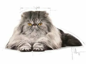 FELINE BREED NUTRITION PERSIAN ADULT 4 KG
