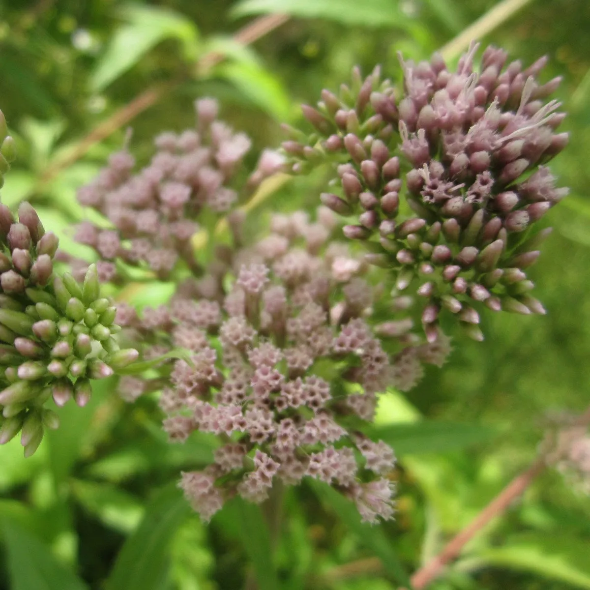 Hemp Agrimony (Eupatorium cannabinum)