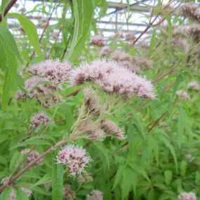 Hemp Agrimony (Eupatorium cannabinum)