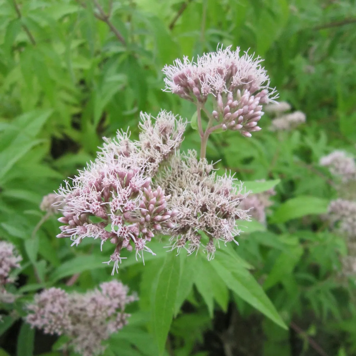 Hemp Agrimony (Eupatorium cannabinum)