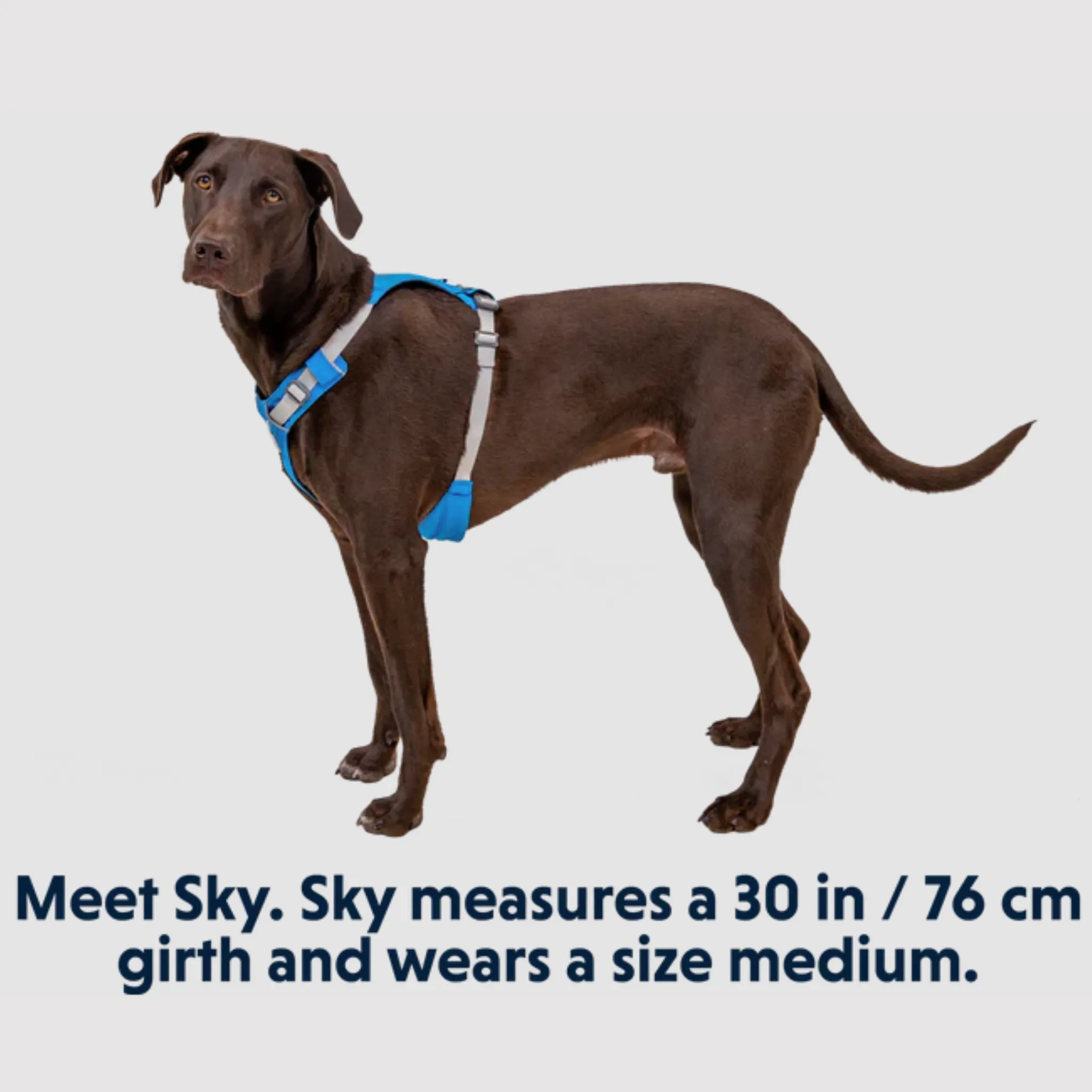 Ruffwear Hi & Light Dog Harness - Blue Dusk