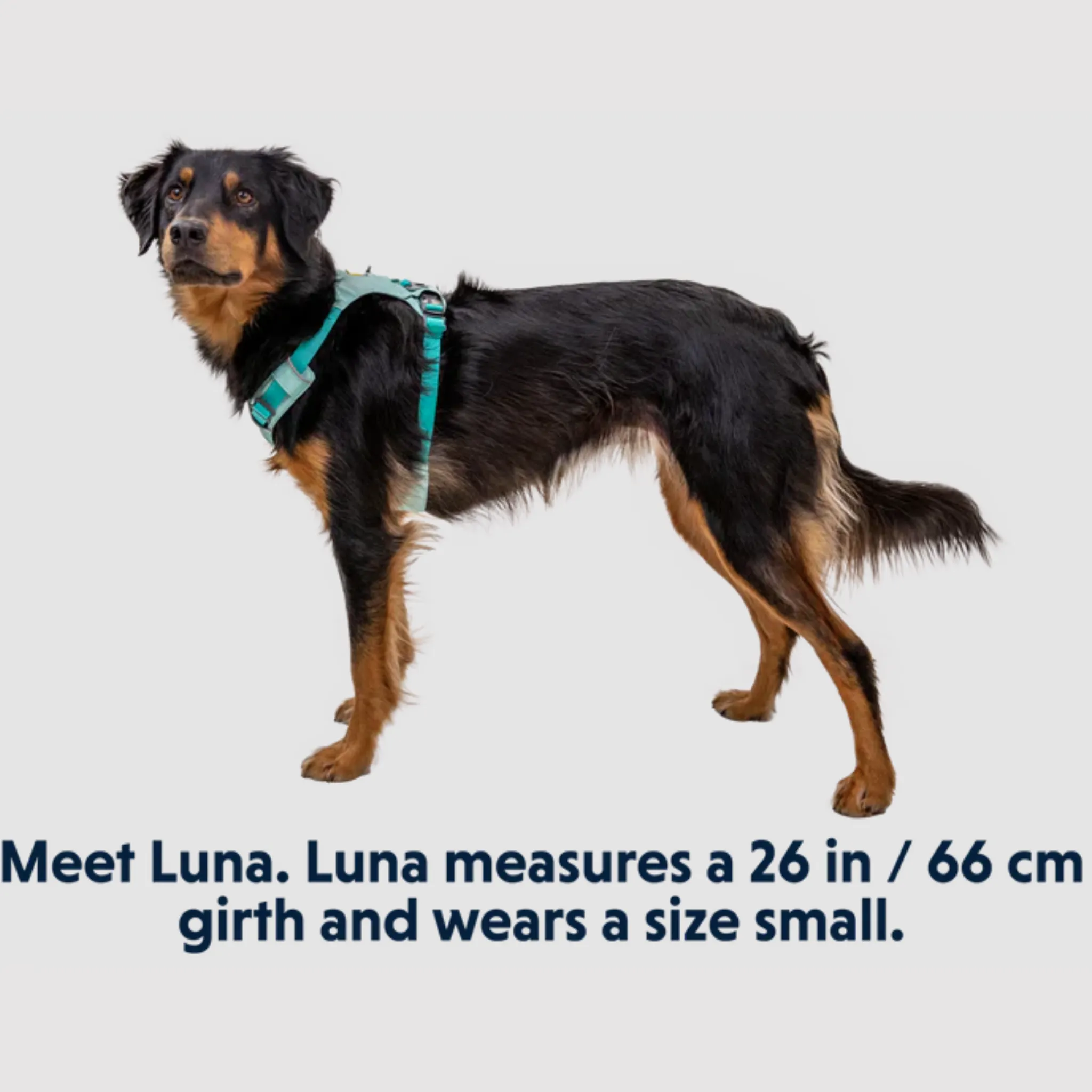 Ruffwear Hi & Light Dog Harness - Sage Green