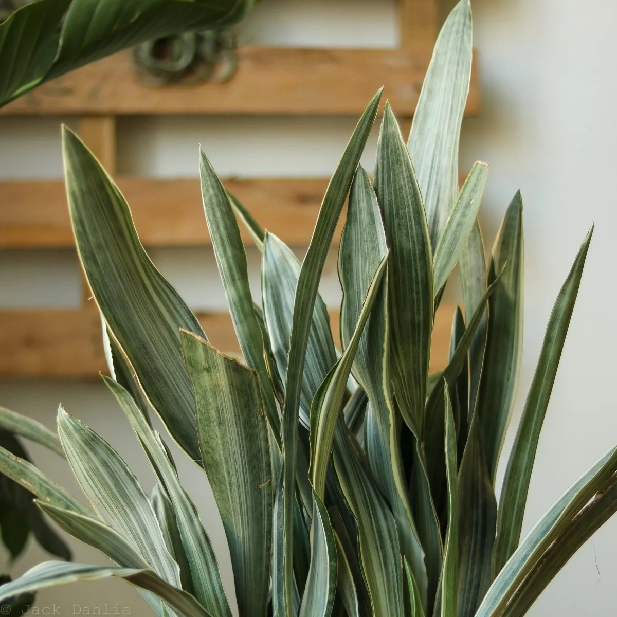Sansevieria Sayuri 'Metallica' Floor Plant