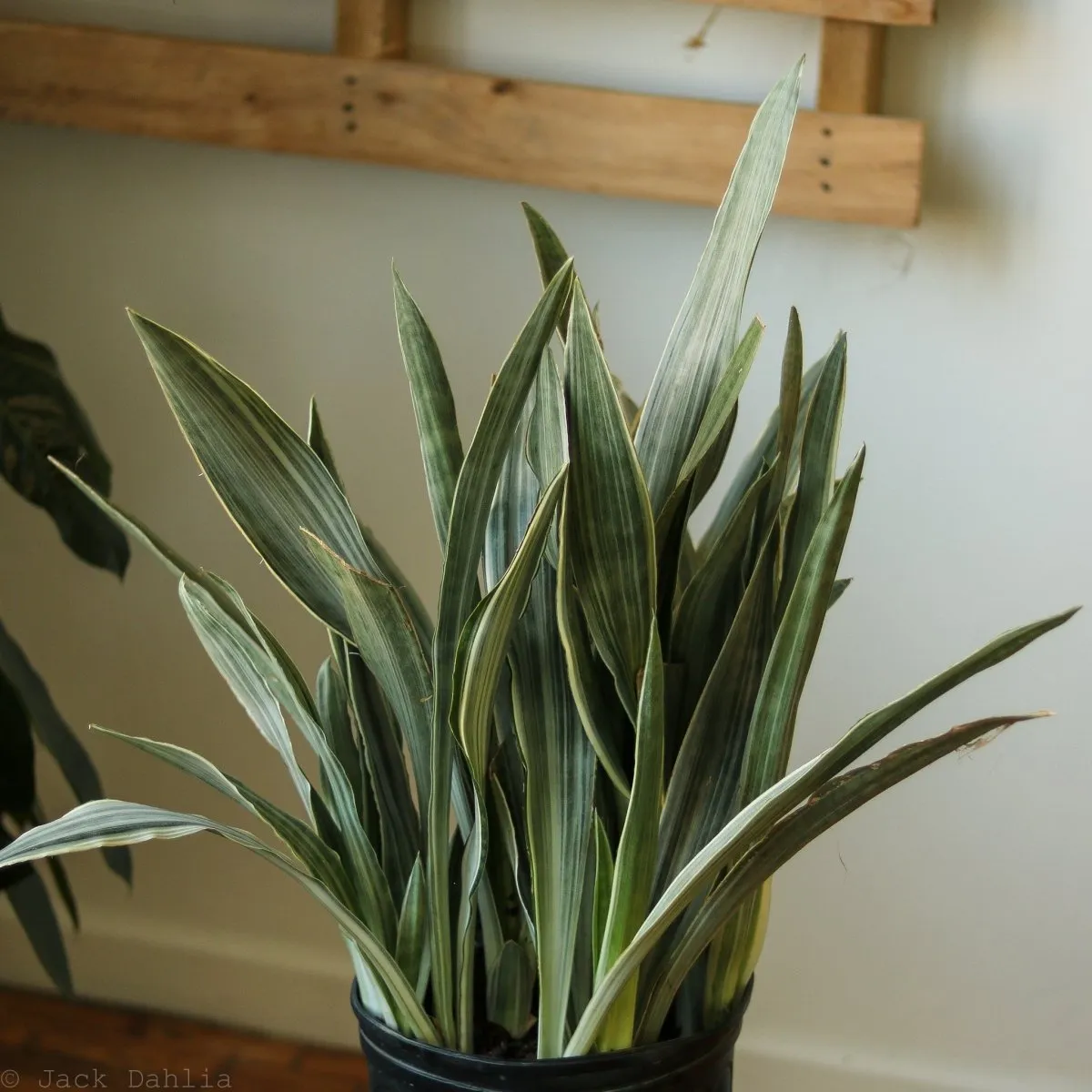 Sansevieria Sayuri 'Metallica' Floor Plant