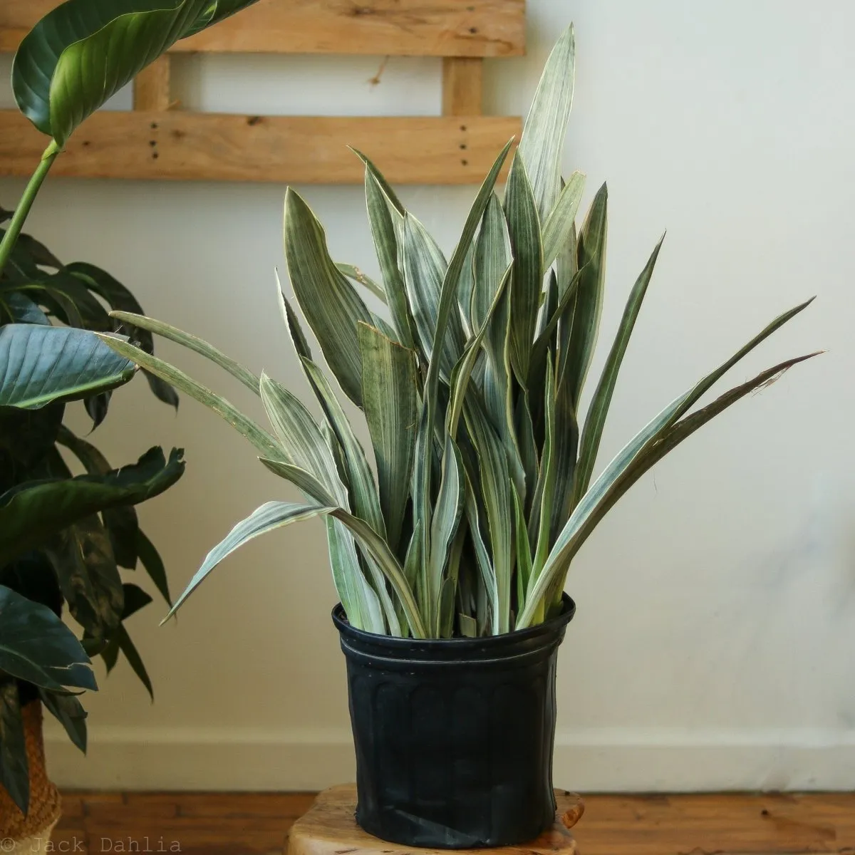 Sansevieria Sayuri 'Metallica' Floor Plant