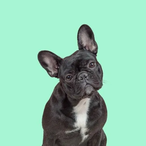 Serotoninkc Breed Specific Frenchie Conditioner 500ml***