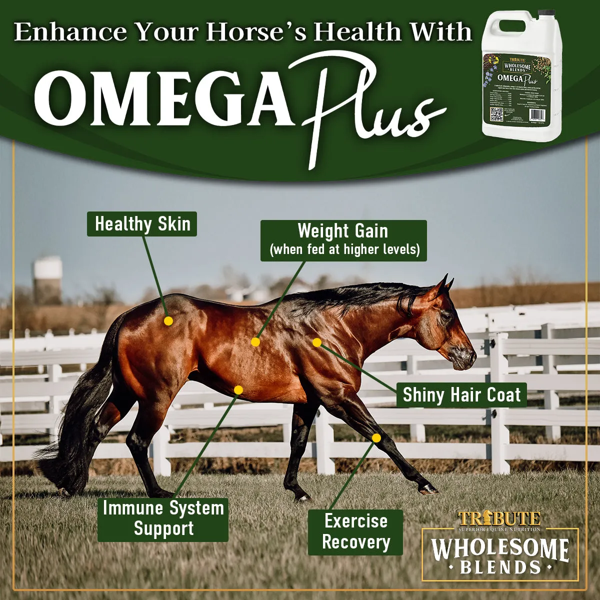 Wholesome Blends® Omega Plus, Omega 3 Oil Supplement